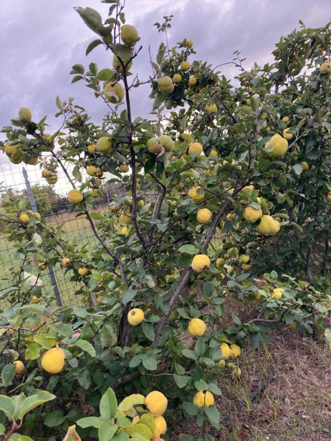 Tenuta la Trebbia Affittacamere Tricase Esterno foto